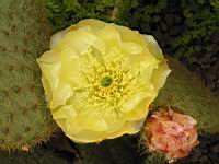 Opuntia Scheerii (fam Cactacees) (Mexique) (02) (Photo F. Mrugala)